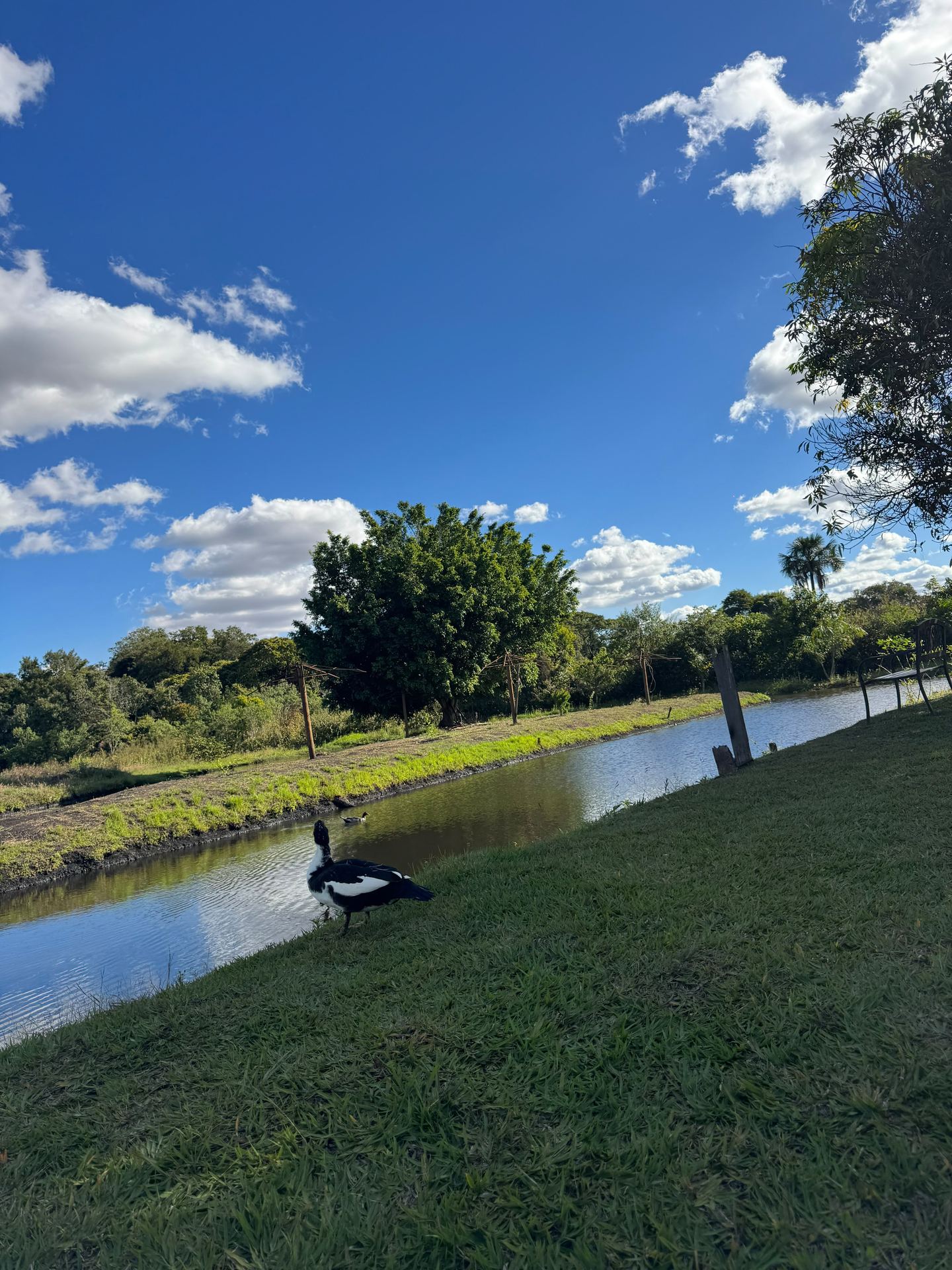 Ave às margens da represa