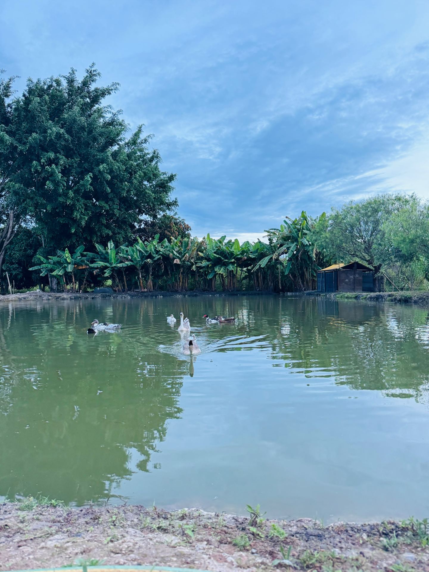 Represa com aves aquáticas ao entardecer